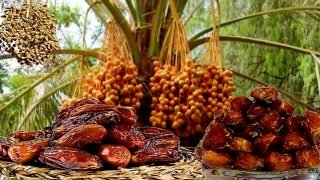 المغرب غير مصنف ضمن قائمة منتجي التمور لكنه في صدارة الدول العربية المستوردة لها