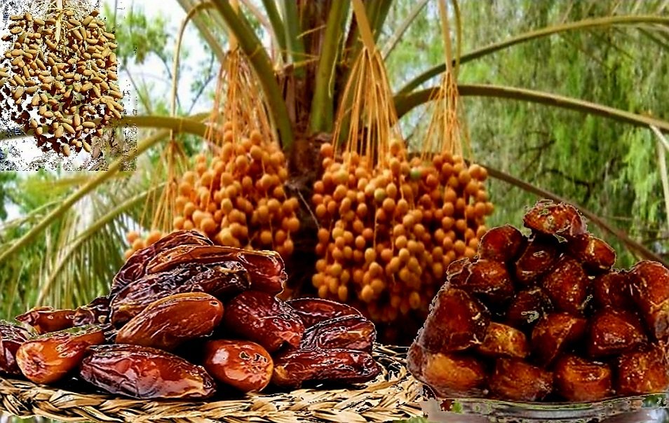 المغرب غير مصنف ضمن قائمة منتجي التمور لكنه في صدارة الدول العربية المستوردة لها