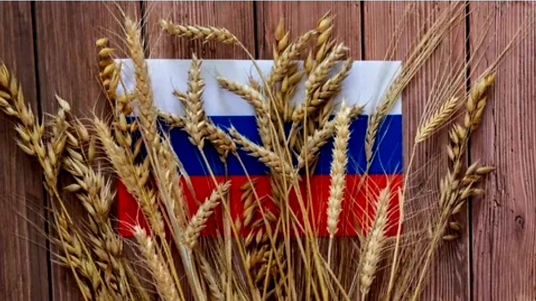 المغرب يضاعف وارداته من القمح الروسي amid