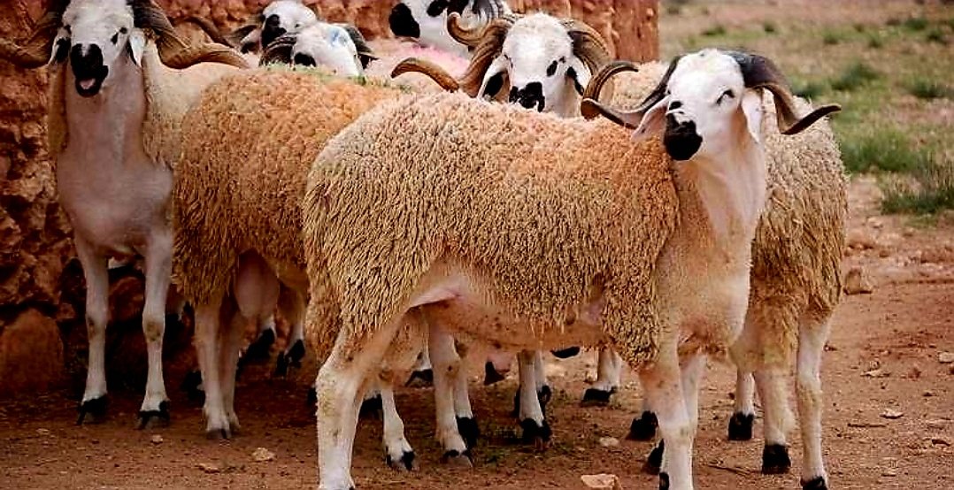 قرار حكومي  لحماية الثروة الحيوانية في المغرب