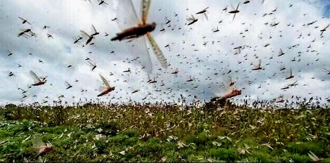 استراتيجيات مبتكرة لمكافحة الجراد الصحراوي