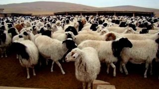 الغضب يتصاعد بشأن شبهات فساد في دعم استيراد الأبقار والأغنام