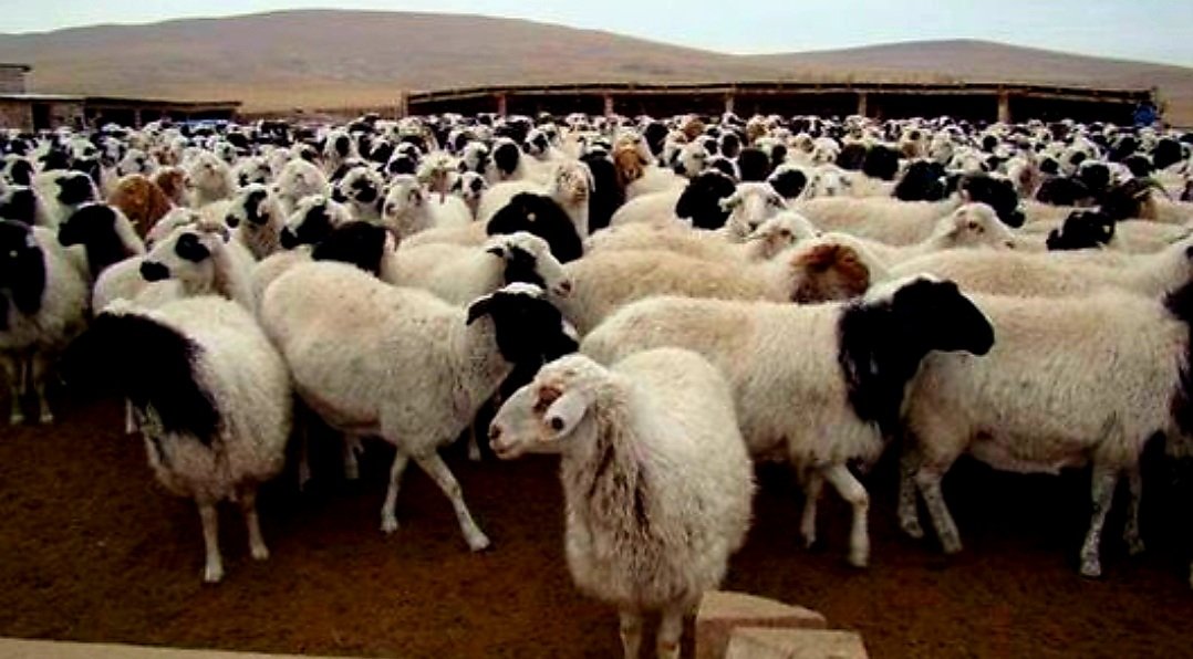 الغضب يتصاعد بشأن شبهات فساد في دعم استيراد الأبقار والأغنام