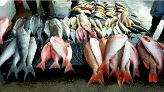 رقمنة قطاع بيع الأسماك في المغرب: خطوة نحو الشفافية وتقليص الفوارق السعرية