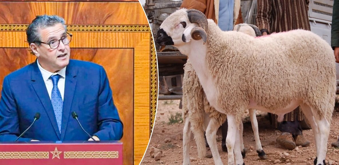 تراجع القطيع الوطني.. أزمة متفاقمة تكشف فشل المخططات الفلاحية