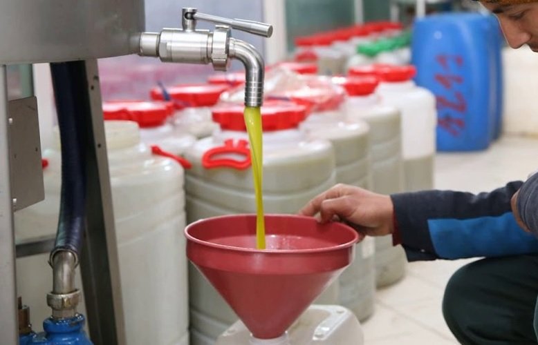 زيت الزيتون المغربي.. ذهب أخضر في الأسواق العالمية وحلم بعيد عن موائد المغاربة