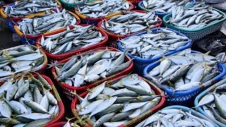 720 طنا من الأسماك تصل إلى سوق الجملة بالهراويين في أول أيام رمضان