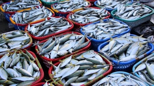 720 طنا من الأسماك تصل إلى سوق الجملة بالهراويين في أول أيام رمضان