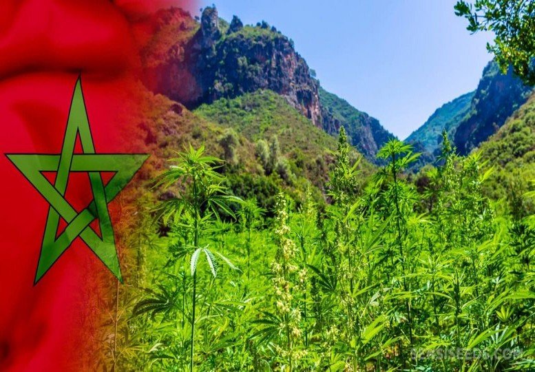 مجلة قانونية تصدر أول دليل توجيهي وعملي في كيفية استخدام القنب الهندي بالمغرب
