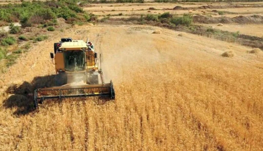 المغرب يعلن خطة زراعية طموحة لتحقيق الاكتفاء من الحبوب والبقوليات