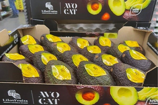 المغرب يبسط سيطرته على سوق الأفوكادو الأوربي