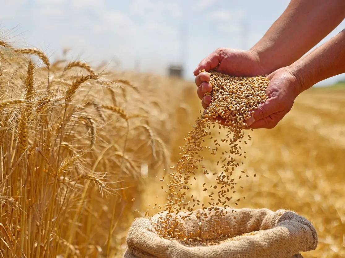 تفاصيل إبتكار علمي جديد يعزز إنتاجية القمح