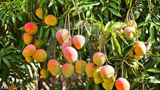 بزيادة مهمة..المغرب يسجل رقماً قياسياً في واردات المانجو