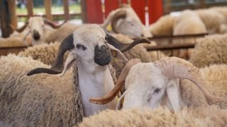 الحكومة تطلق برنامجا شاملا لدعم مربي الماشية وإعادة تكوين القطيع الوطني