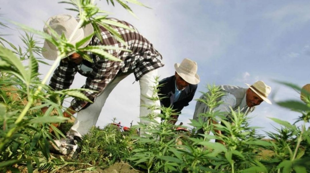 سحب أزيد من 90 ترخيصًا من مستثمرين في القنب الهندي بسبب عدم الالتزام بالضوابط القانونية