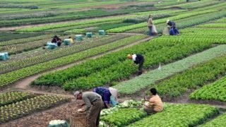 مشروع فلاحي ضخم يرى النور في المغرب بشراكة دولية مع مجموعة “جونغنونغ” الصينية