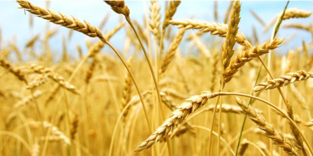 تقرير أمريكي: إنتاج المغرب من القمح والشعير يرتفع بنسبة 40% بفضل تحسن الأمطار