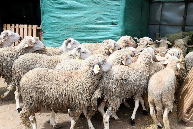 إلغاء عيد الأضحى 2025 : قرار ملكي يوازن بين التحديات الإقتصادية و البيئية في المغرب