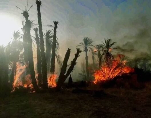 حرائق متزامنة تدمر مساحات شاسعة من واحات النخيل بزاكورة