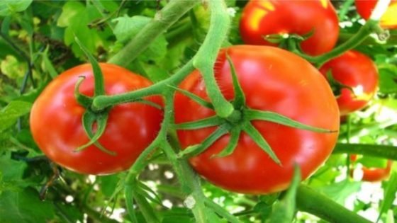 المغرب يعزز موقعه في سوق الطماطم العالمية