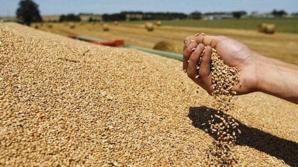 المغرب يرفع وارداته من القمح لمواجهة الجفاف وسط أزمة عالمية تهدد الأمن الغذائي