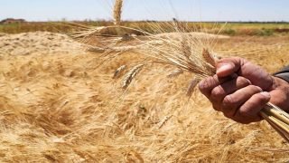 ارتفاع واردات المغرب من القمح الكازاخستاني في النصف الأول من 2025