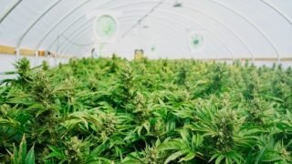 القنب الطبي بين الطموح والواقع _ الحدث بريس