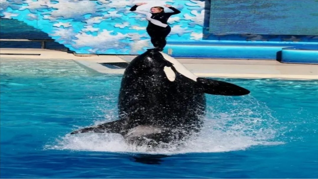 قصة “جيسيكا”… خدعة الحوت القاتل التي أسرت قلوب الملايين قبل أن تنكشف الحقيقة