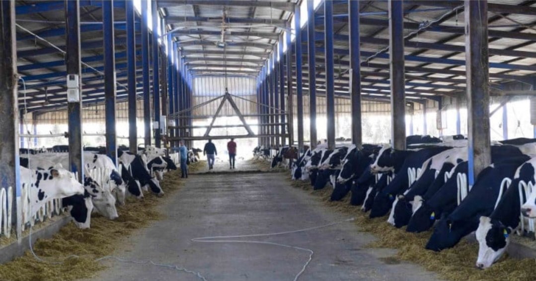 الحكومة تتجه لإقرار إعفاء جديد لاستيراد الأبقار المخصصة للذبح لمواجهة النقص في السوق وخفض الأسعار