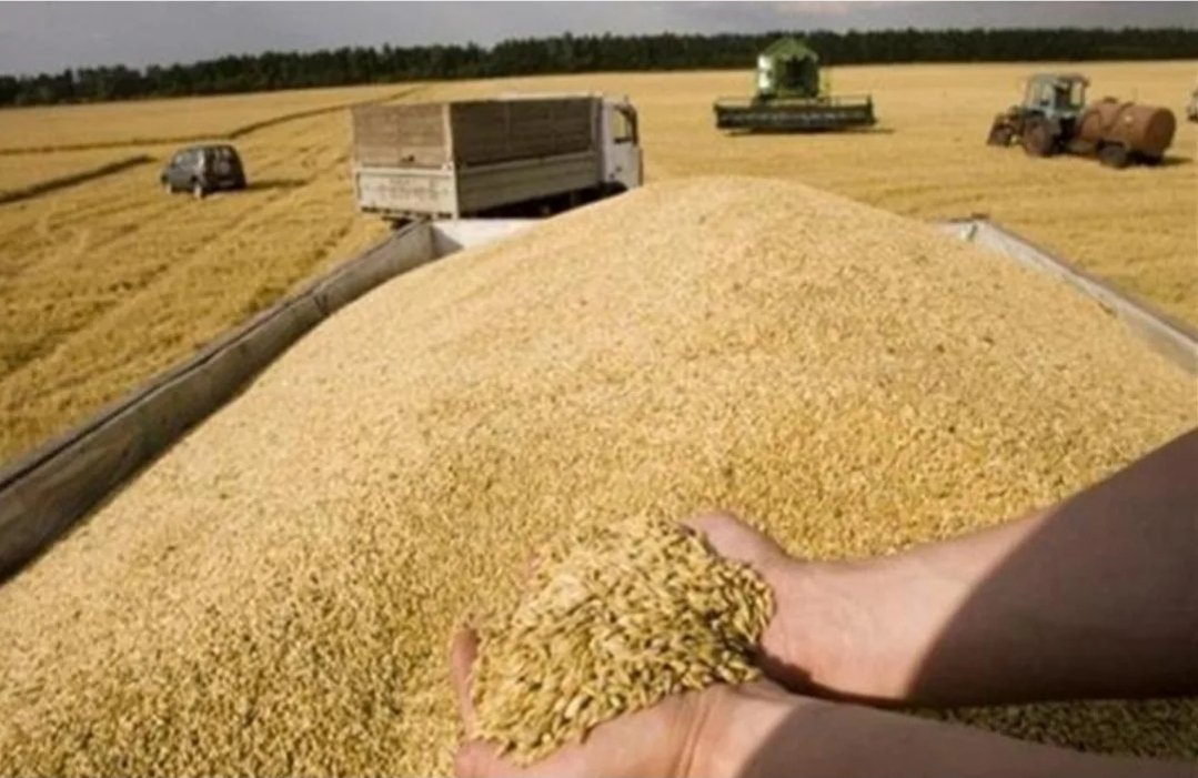 المغرب يشتري 100 ألف طن من القمح الأمريكي لتعزيز الأمن الغذائي