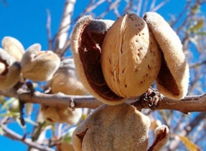 زراعة اللوز في المغرب تواجه خطر الزوال بسبب الجفاف