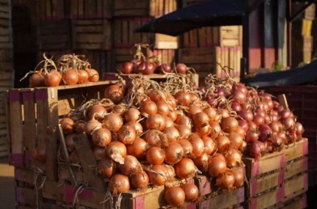 البصل المغربي يحقق رقما تاريخيا في التصدير