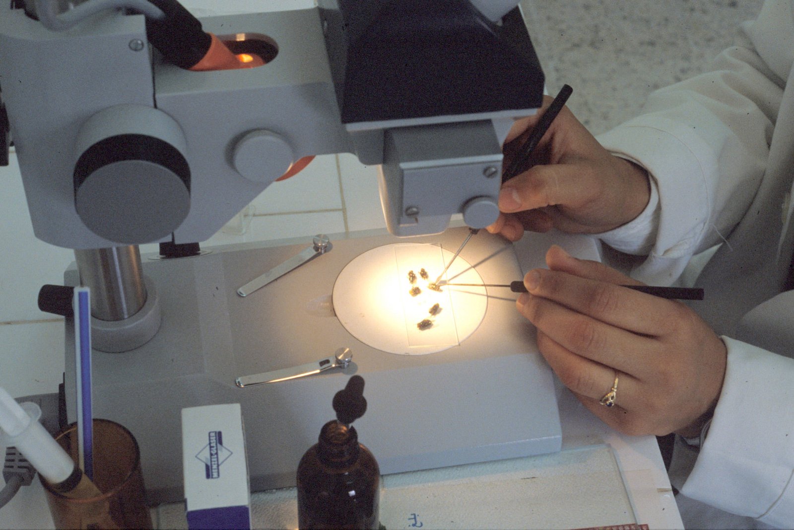 الولايات المتحدة تسجل أول إصابة بشرية بدودة طفيلية آكلة للحوم 