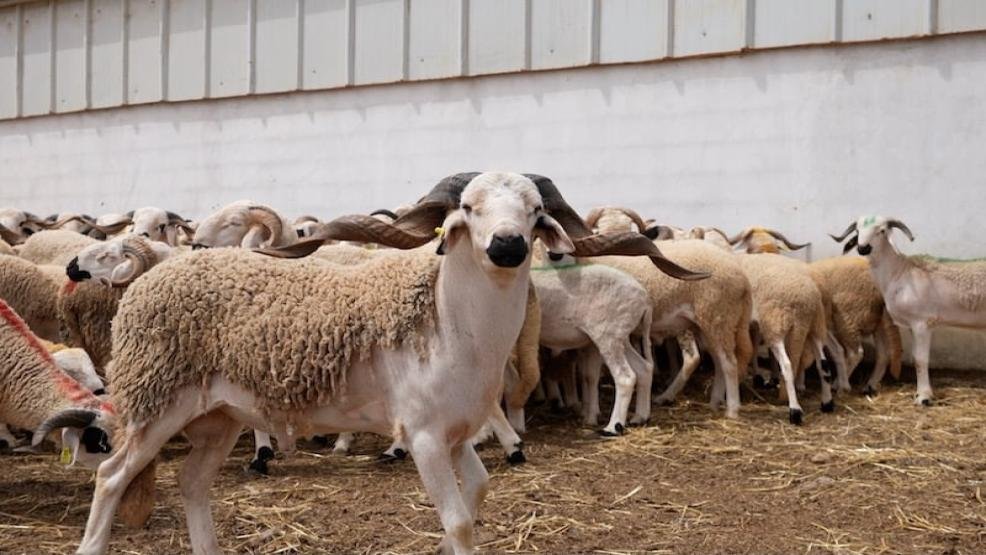 الحكومة تستعد لإطلاق الدعم المباشر لمربي الماشية ابتداء من نونبر المقبل