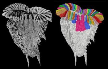 أحفورة عمرها 510 ملايين سنة بالمغرب تكشف “الحلقة المفقودة” في تطور الكائنات البحرية