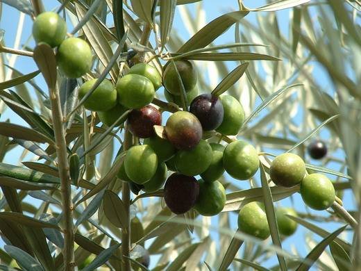 الأمطار تبعث الحياة في الحقول وتنعش آمال الفلاحين بموسم واعد