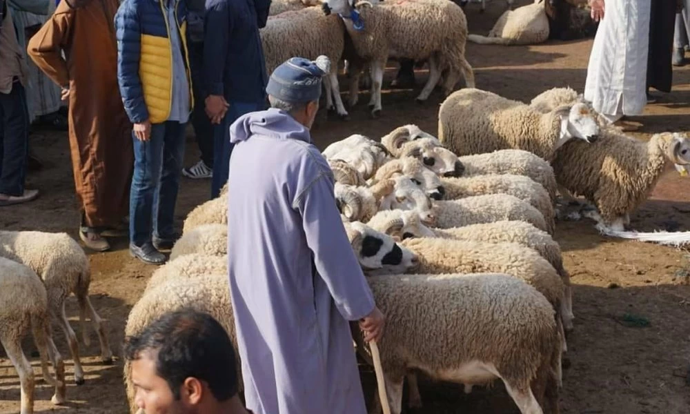 دعم مربي الماشية بالمغرب عبر برنامج إعادة تشكيل القطيع الوطني
