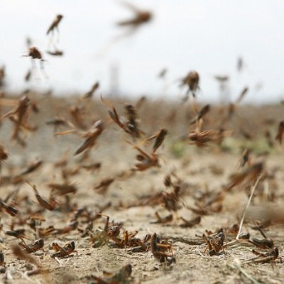 الفاو يحذر من تداعيات موجة الجراد الصحراوي على الزراعة في المغرب