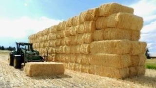 المرصد المغربي يحذر من انعكاسات استيراد التبن البرازيلي