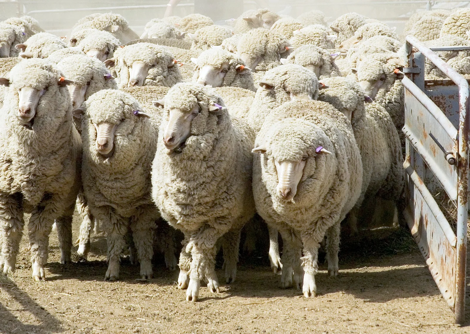 الأغنام الأسترالية خارج السوق المغربي رغم الطلب المعلن