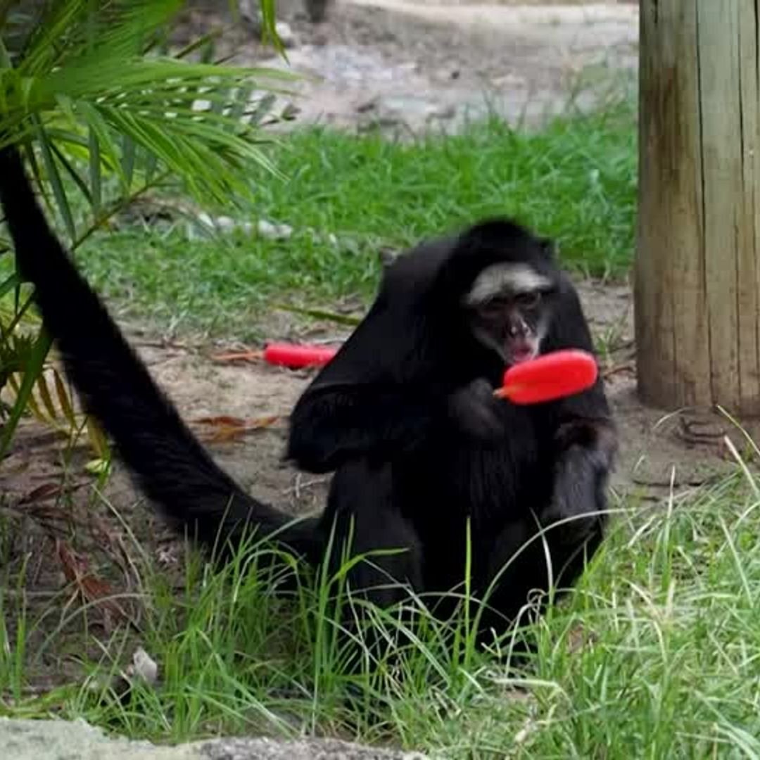 مصاصات مجمدة لمواجهة الحر في فصل الصيف المقبل: حديقة حيوانات برازيلية تبتكر طرقا ذكية لإنعاش حيواناتها