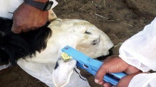 وزارة الفلاحة تكمل ترقيم 32.3 مليون رأس من القطيع الوطني