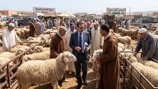 عيد الأضحى 2026 في المغرب.. وفرة المراعي تنعش قطيع الماشية وتدعم استقرار الأسعار