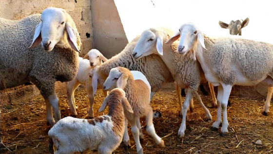 وزارة الفلاحة تُفعّل مراقبة إناث الأغنام والماعز ابتداء من 24 مارس