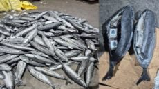 ميناء طنجة المتوسط.. إحباط محاولة ضخمة لتهريب “الشيرا” وحجز أزيد من 3.9 أطنان