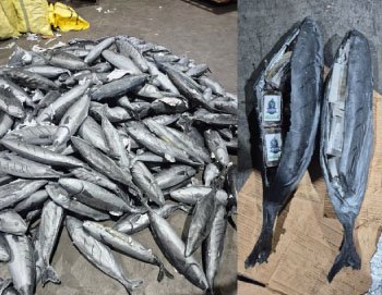 ميناء طنجة المتوسط.. إحباط محاولة ضخمة لتهريب “الشيرا” وحجز أزيد من 3.9 أطنان