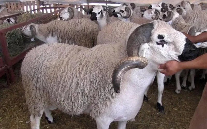 الداخلية تدخل على الخط وتنهي ظاهرة “كراجات” بيع الأضاحي بالأحياء