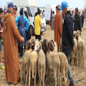 مجلس المنافسة يدعم تدابير حكومية استثنائية لتنظيم سوق الأضاحي