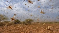 الجراد الصحراوي يخلف خسائر فلاحية و"الفاو" تدعو إلى توسيع المكافحة